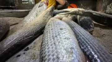 قفزة في أسعار الأسماك ببورسعيد مع وصول البوري إلى 300 جنيه